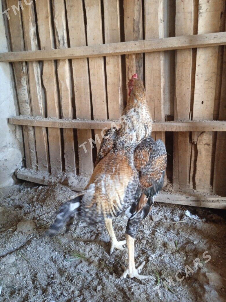 horaz - Daşoguz - img 2