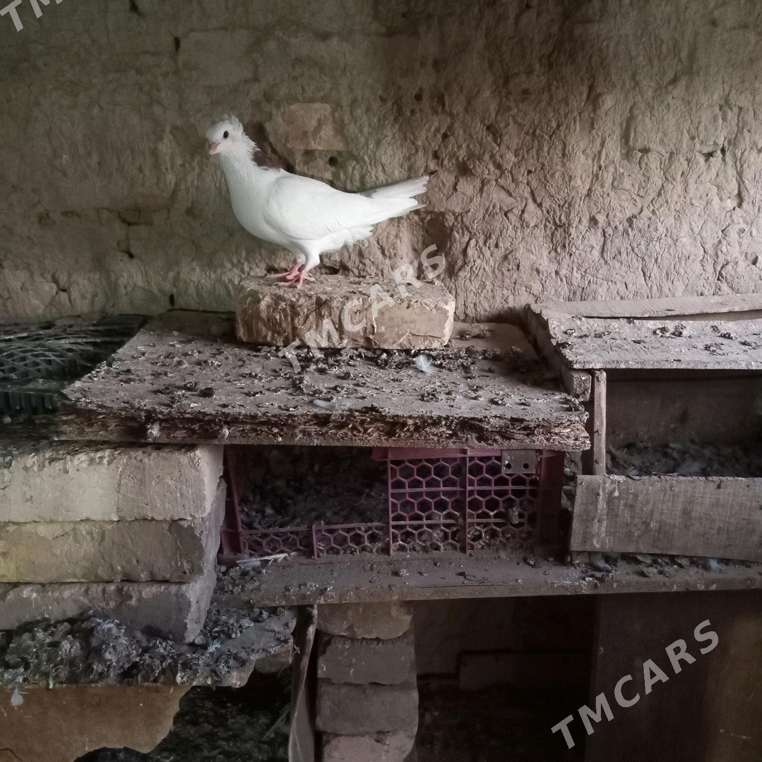kepderi - Mary - img 6