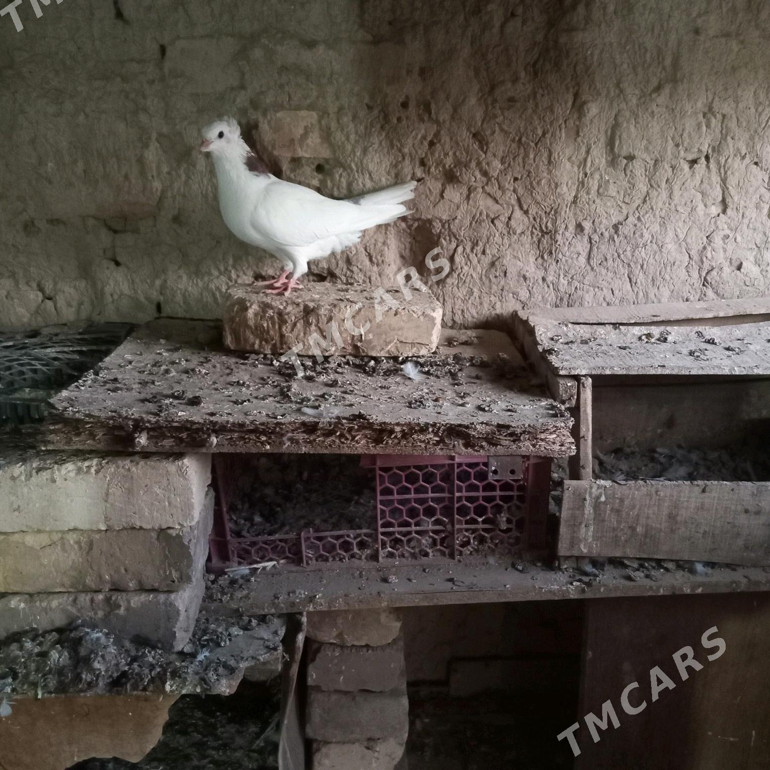 kepderi - Mary - img 7
