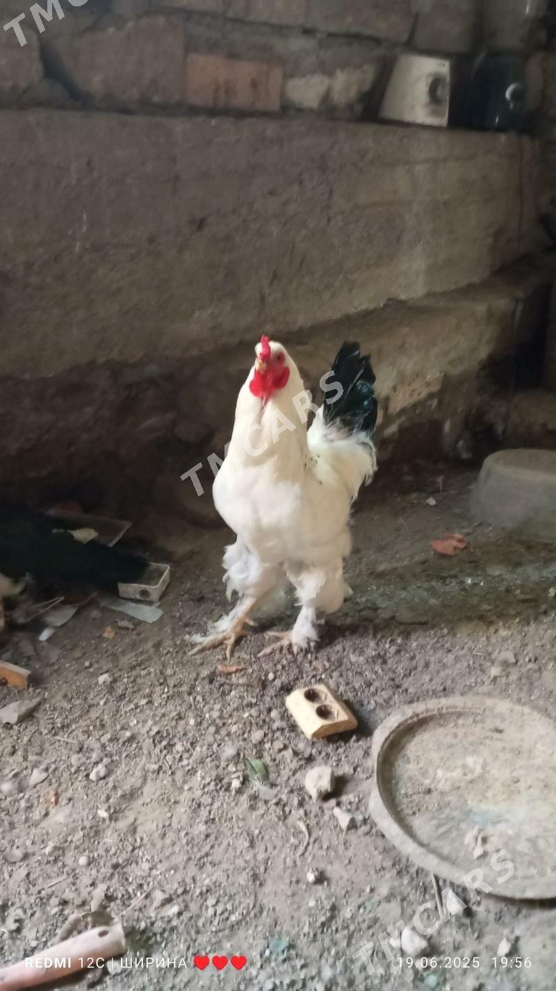 Horaz - Türkmenbaşy - img 3