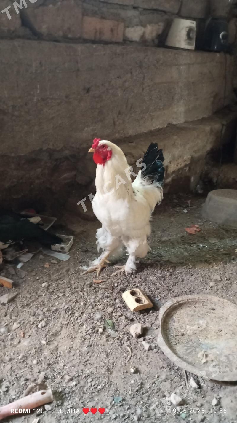 Horaz - Türkmenbaşy - img 2