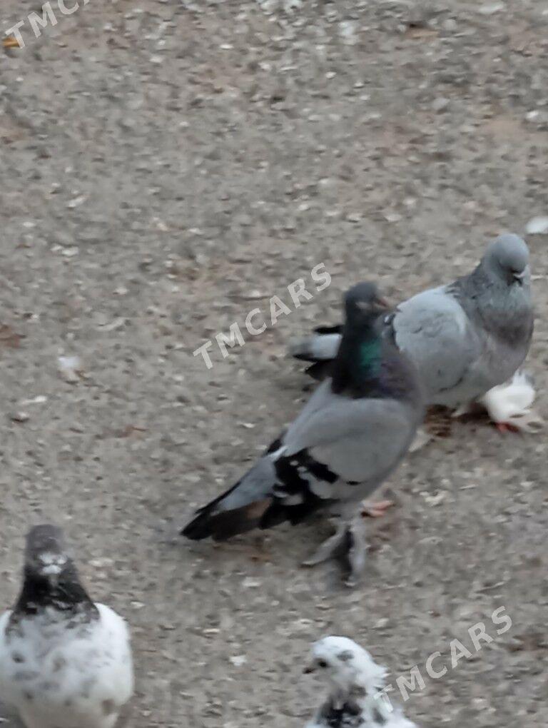 kepderi - Aşgabat - img 6