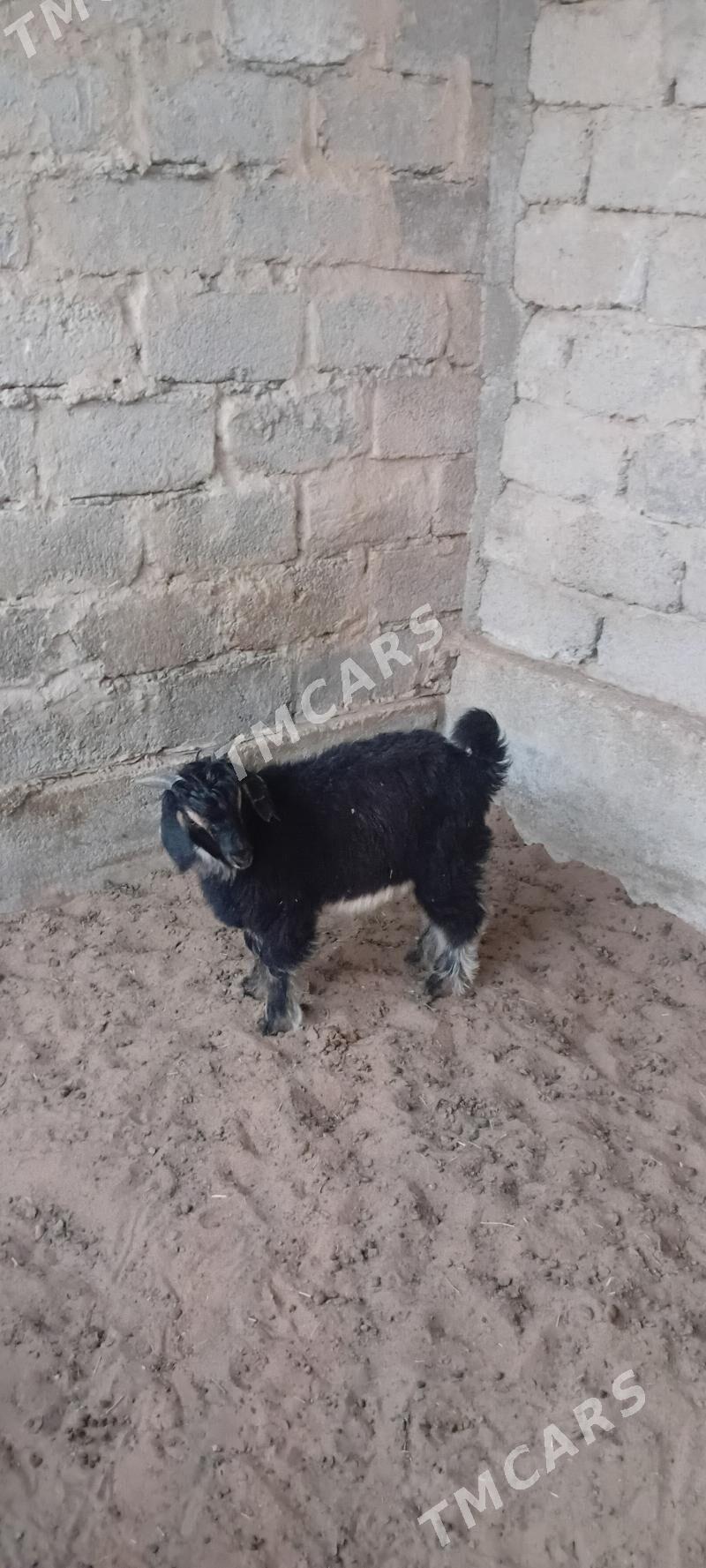Çewiş - Garadamak - img 2