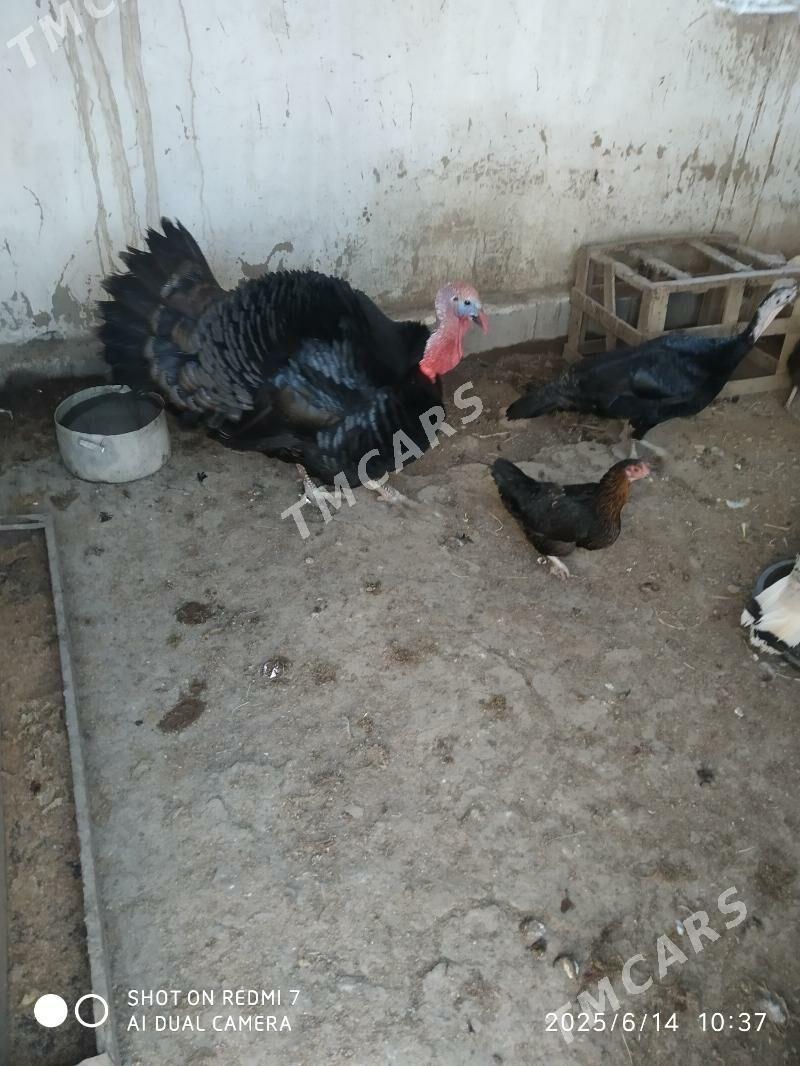 indyuk - Daşoguz - img 2