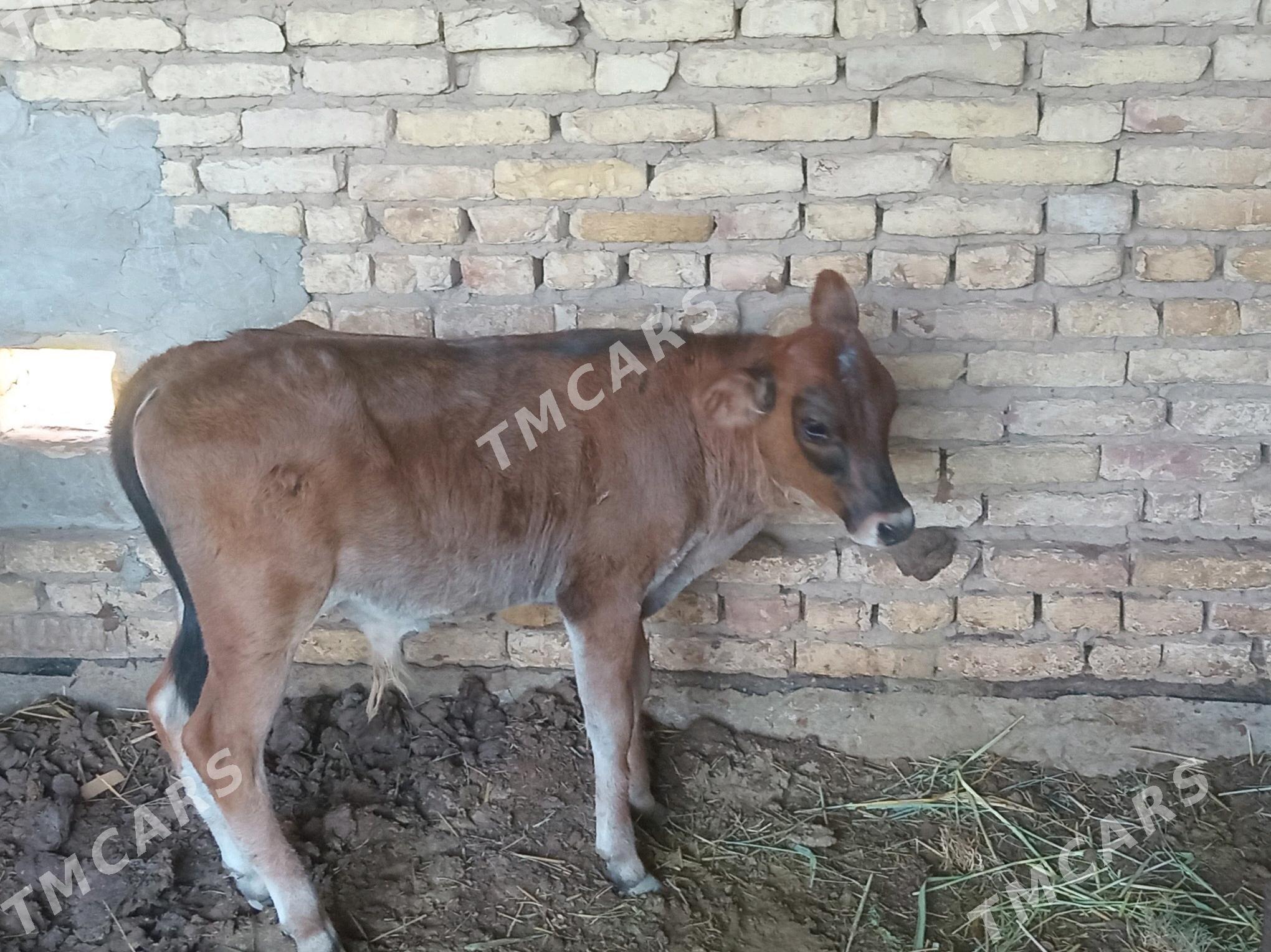 Göle - Мары - img 2