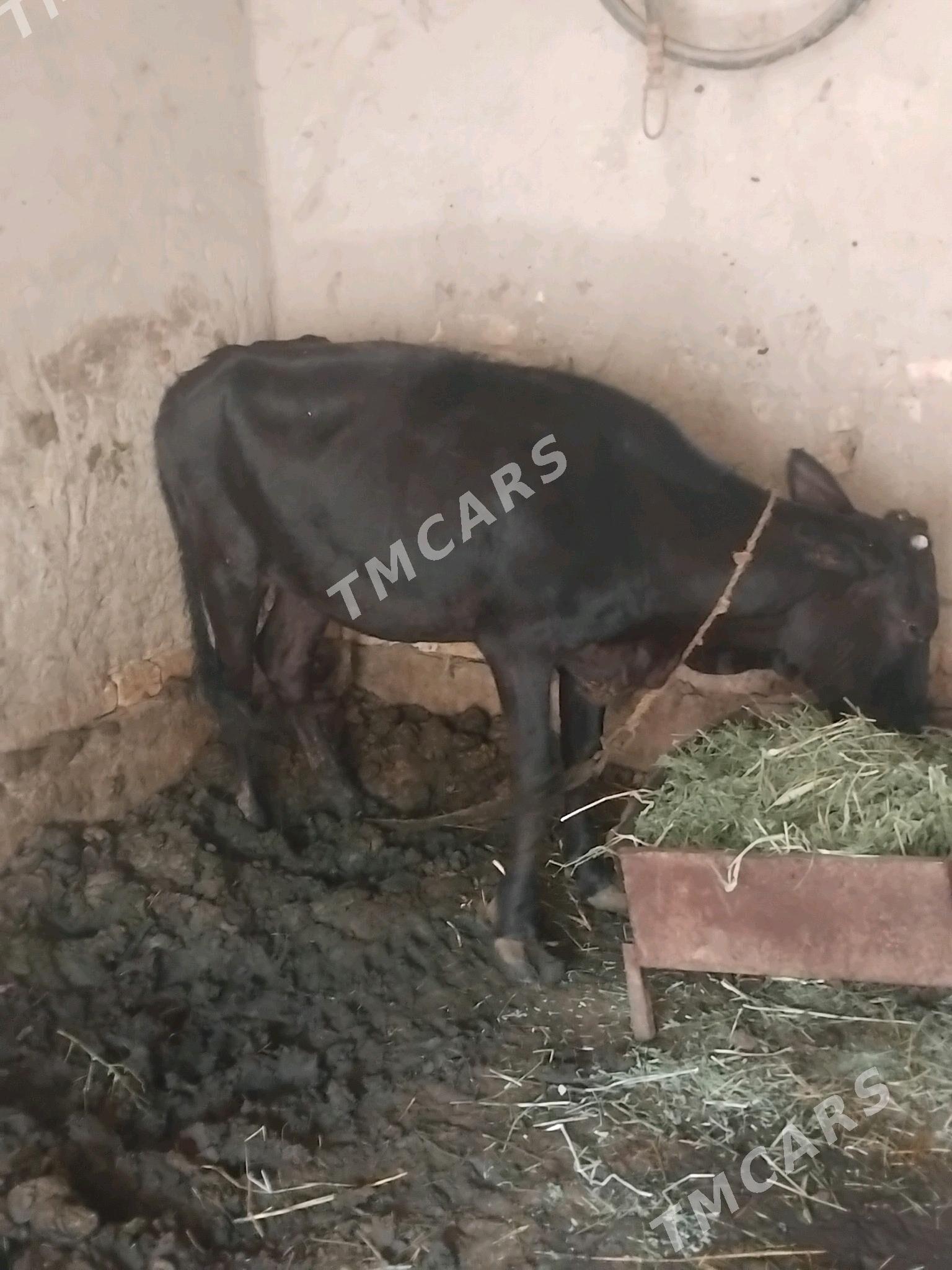 gulajyn 1,5 yas - Sakarçäge - img 2