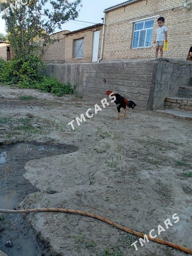 horaz,turksaldat - Mary - img 2