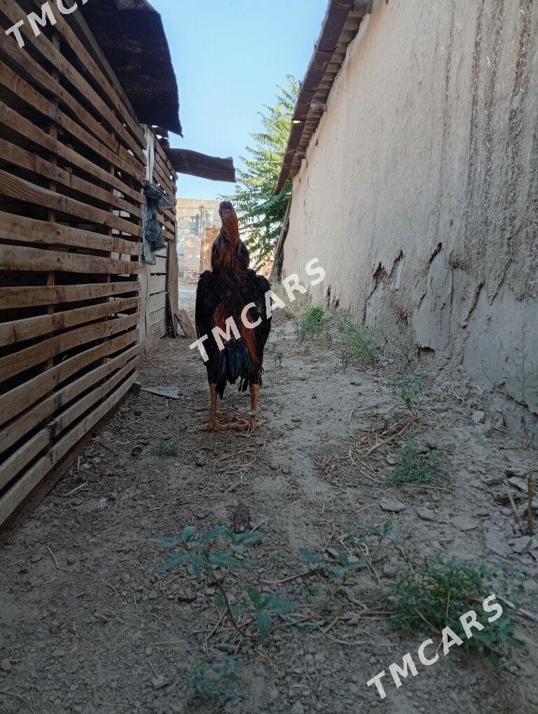 horaz,turksaldat - Mary - img 7