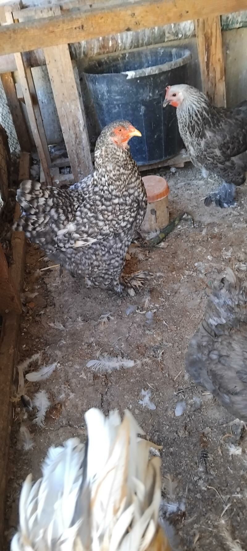 brama kohinhin towuk - Çoganly - img 2