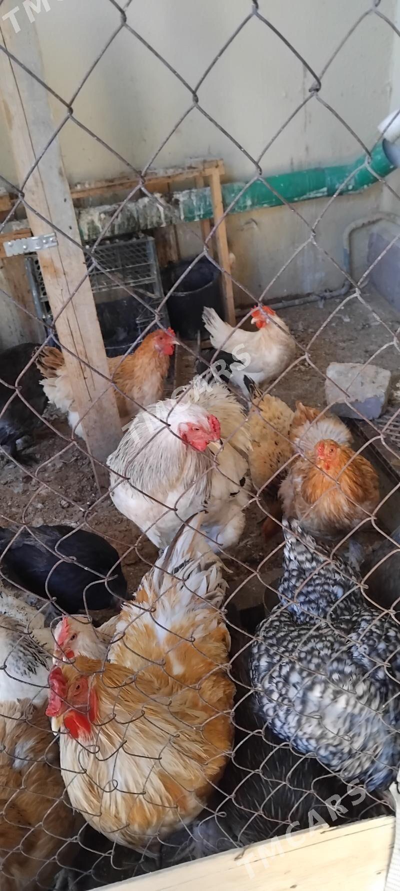 ak brama horaz - Çoganly - img 2