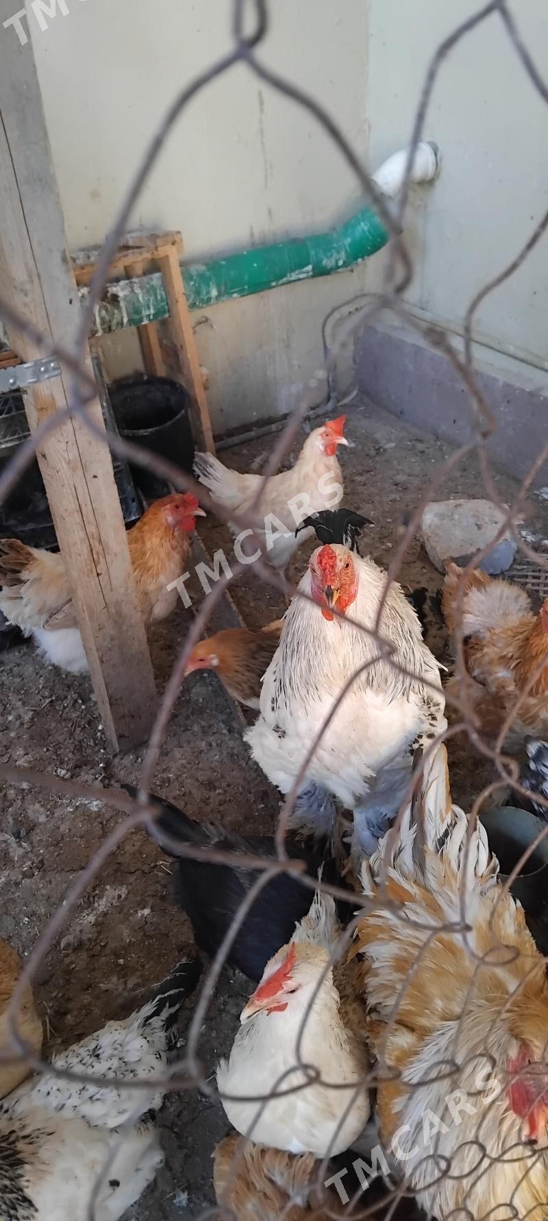 ak brama horaz - Çoganly - img 3