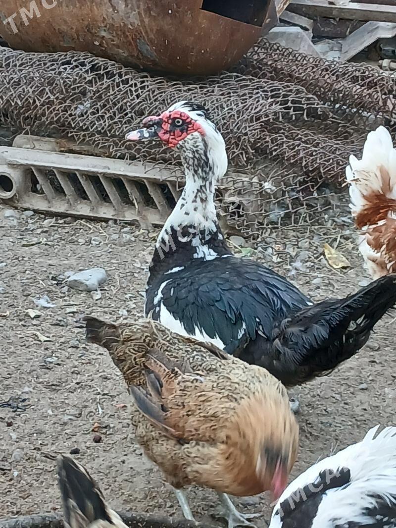 indautga - Çoganly - img 2