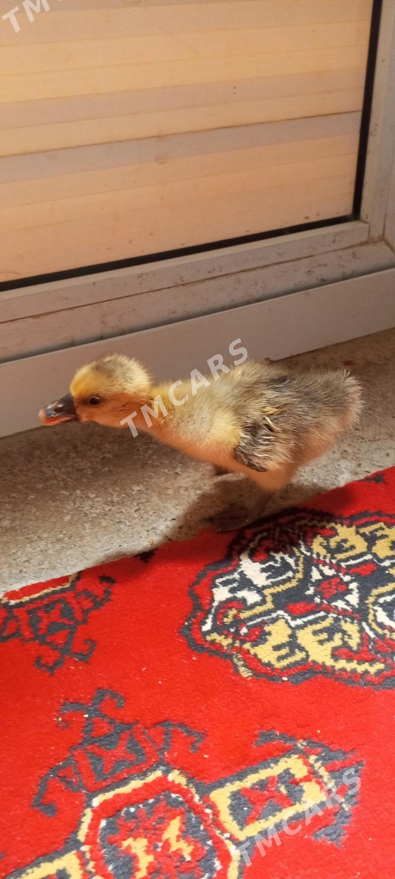 guş indutga juyje - Bagyr - img 2