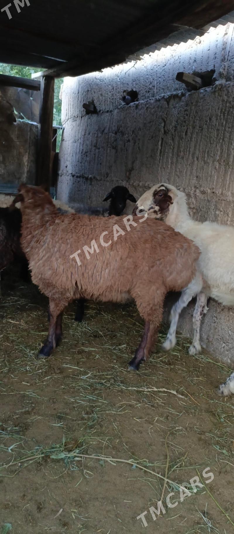 gisar goc - Aşgabat - img 3