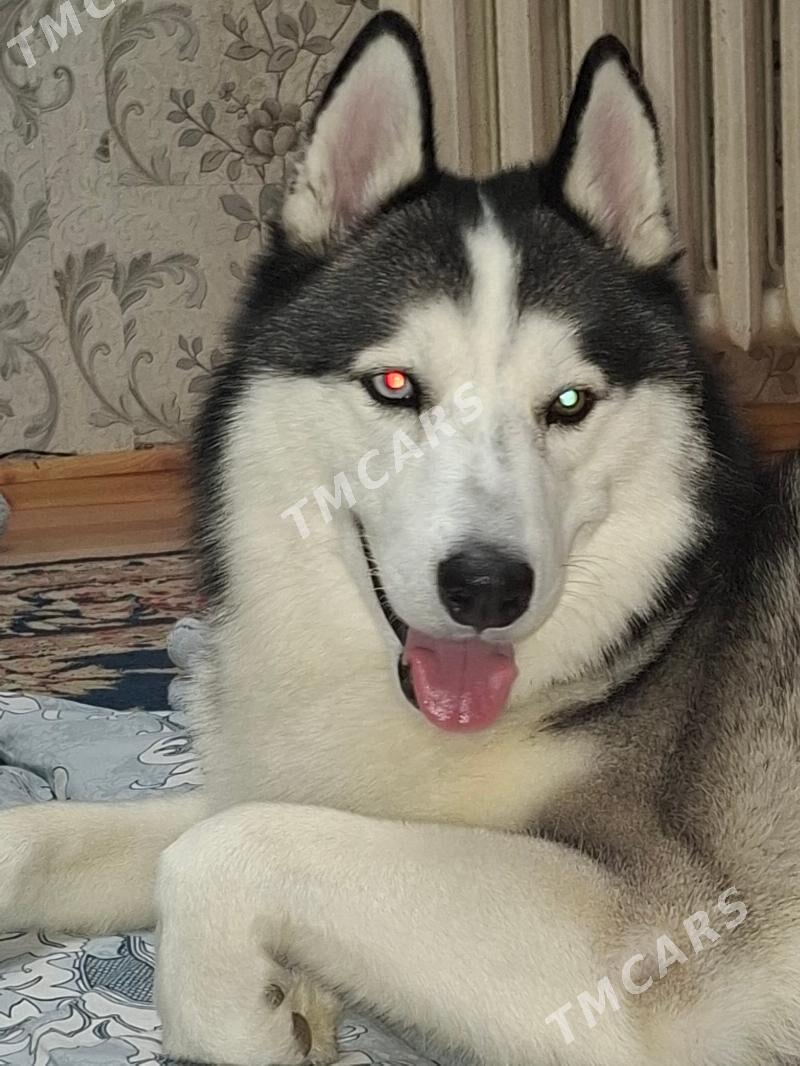 husky gujuk - Aşgabat - img 2