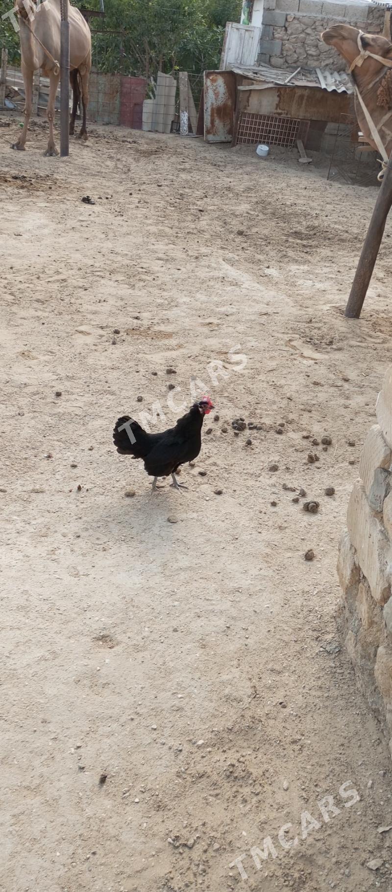 Tawuk - Jebel - img 3