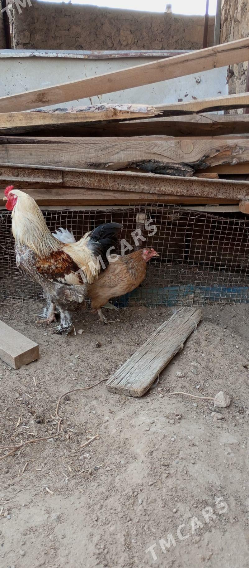 Tawuk - Jebel - img 2