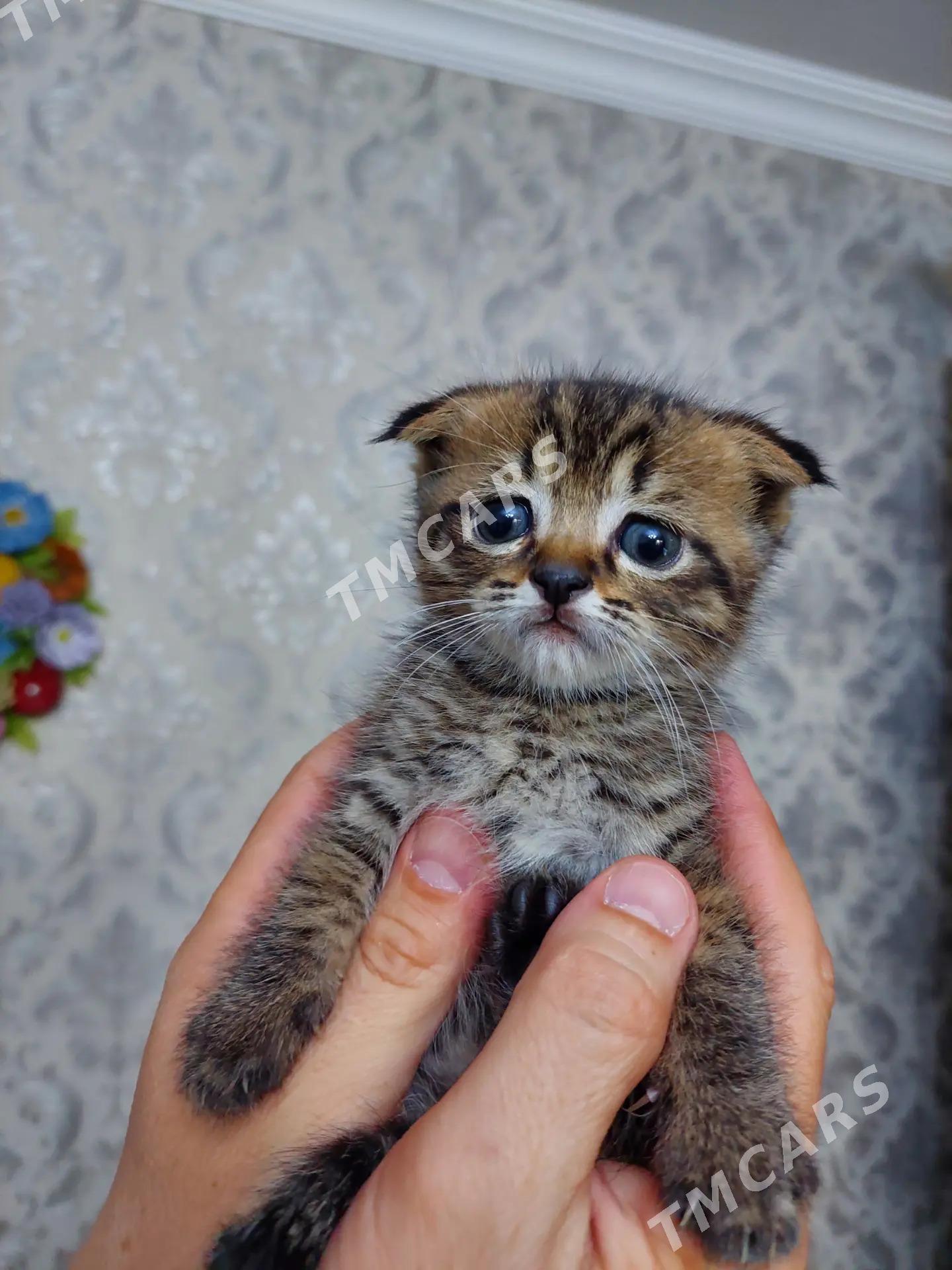 Котята 5 недель - Türkmenabat - img 5