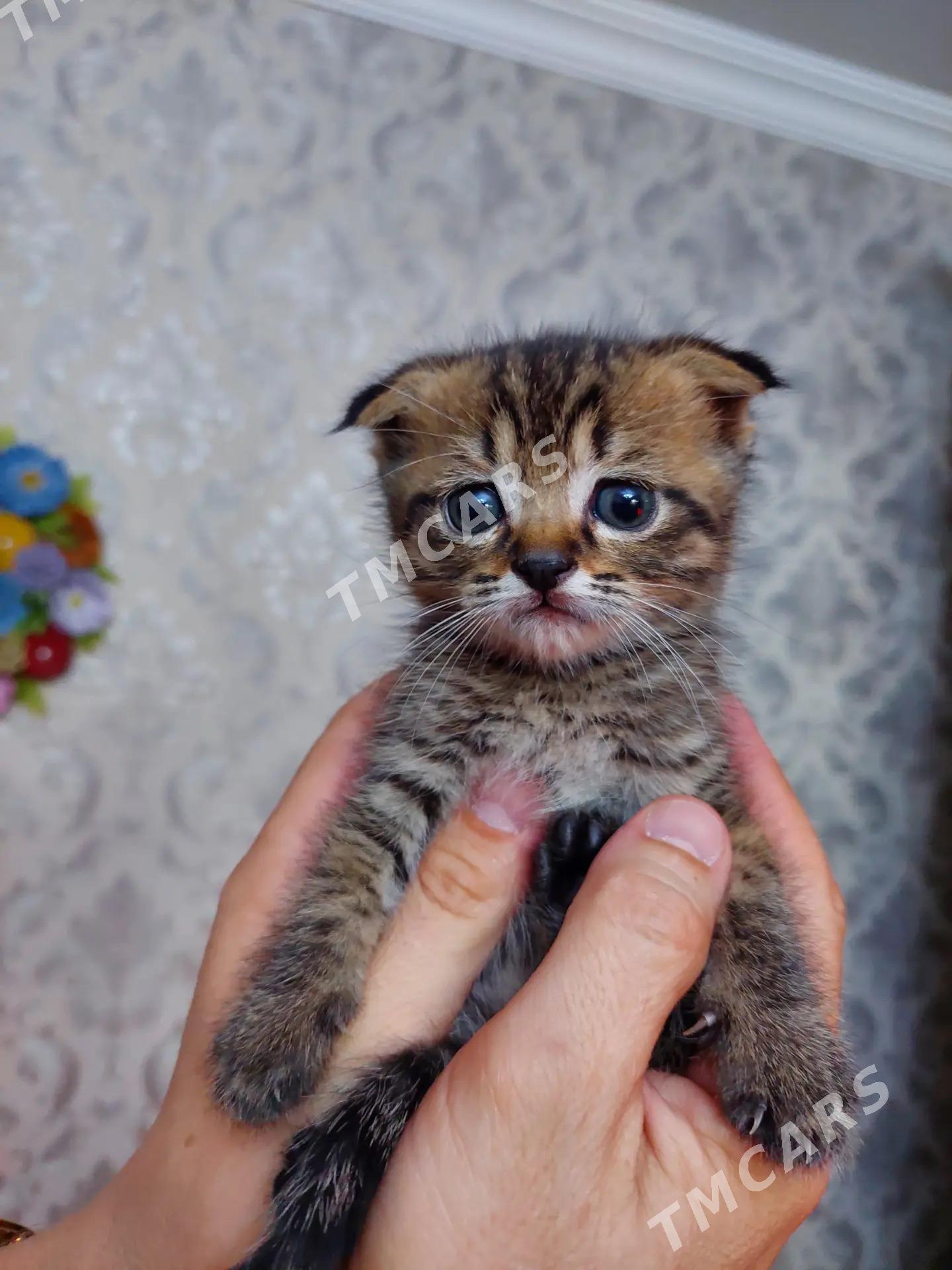 Котята 5 недель - Türkmenabat - img 3