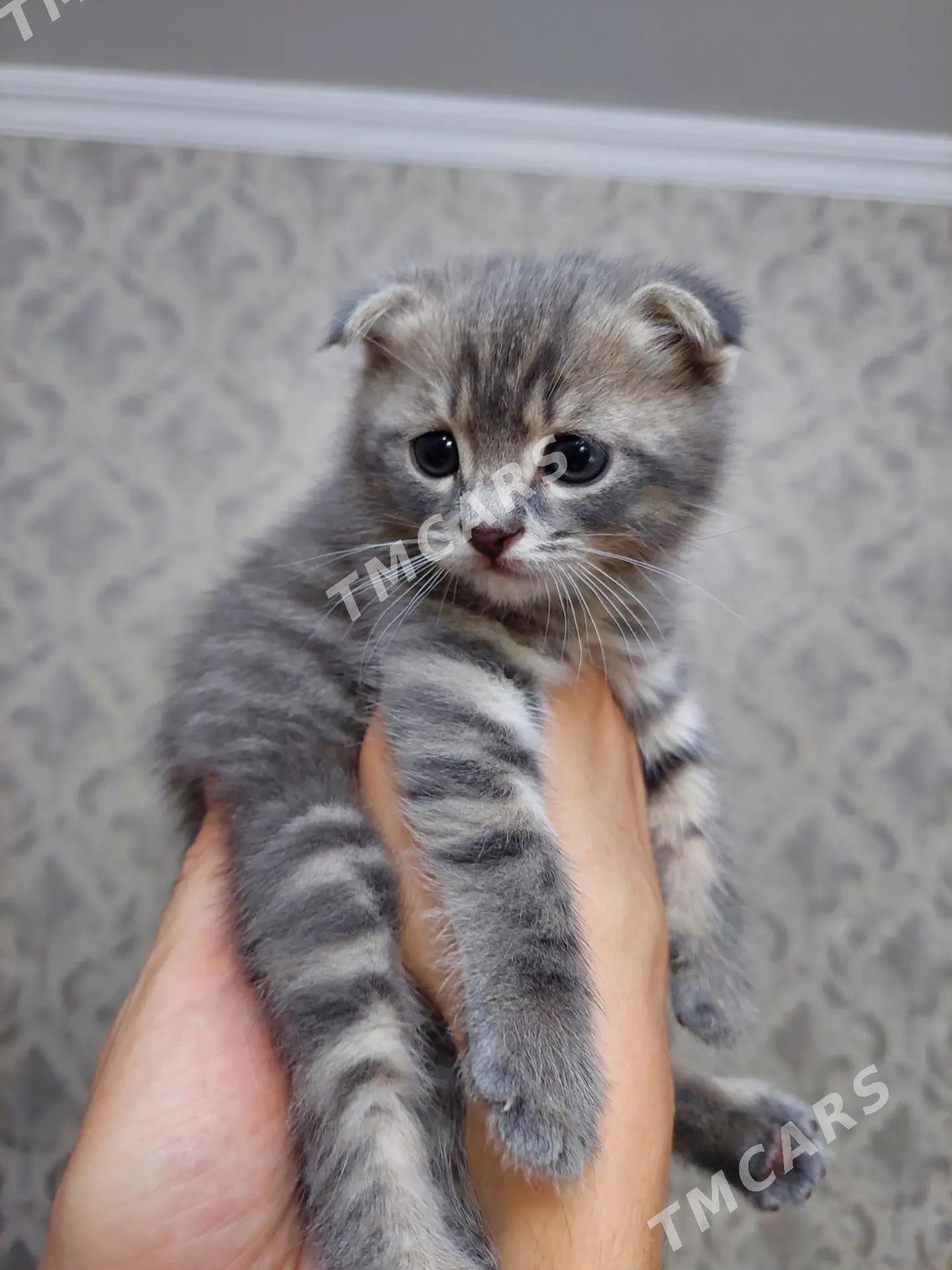 Котята 5 недель - Türkmenabat - img 4