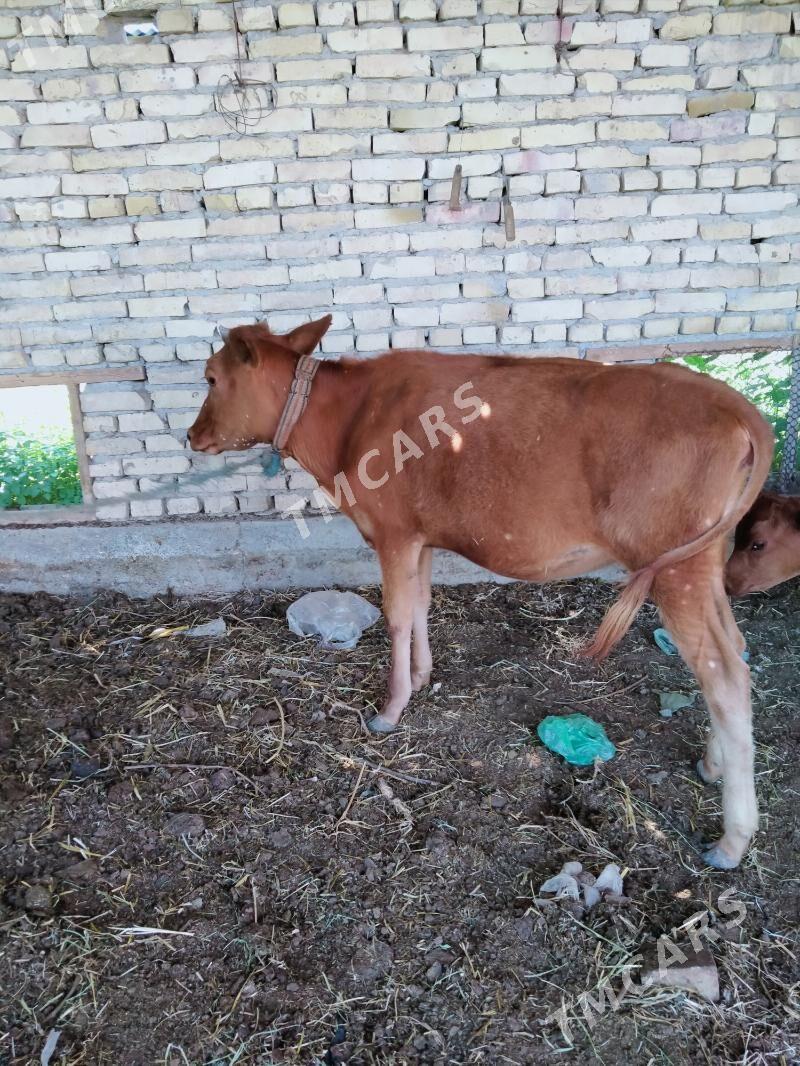 unajyn - Çärjew - img 2