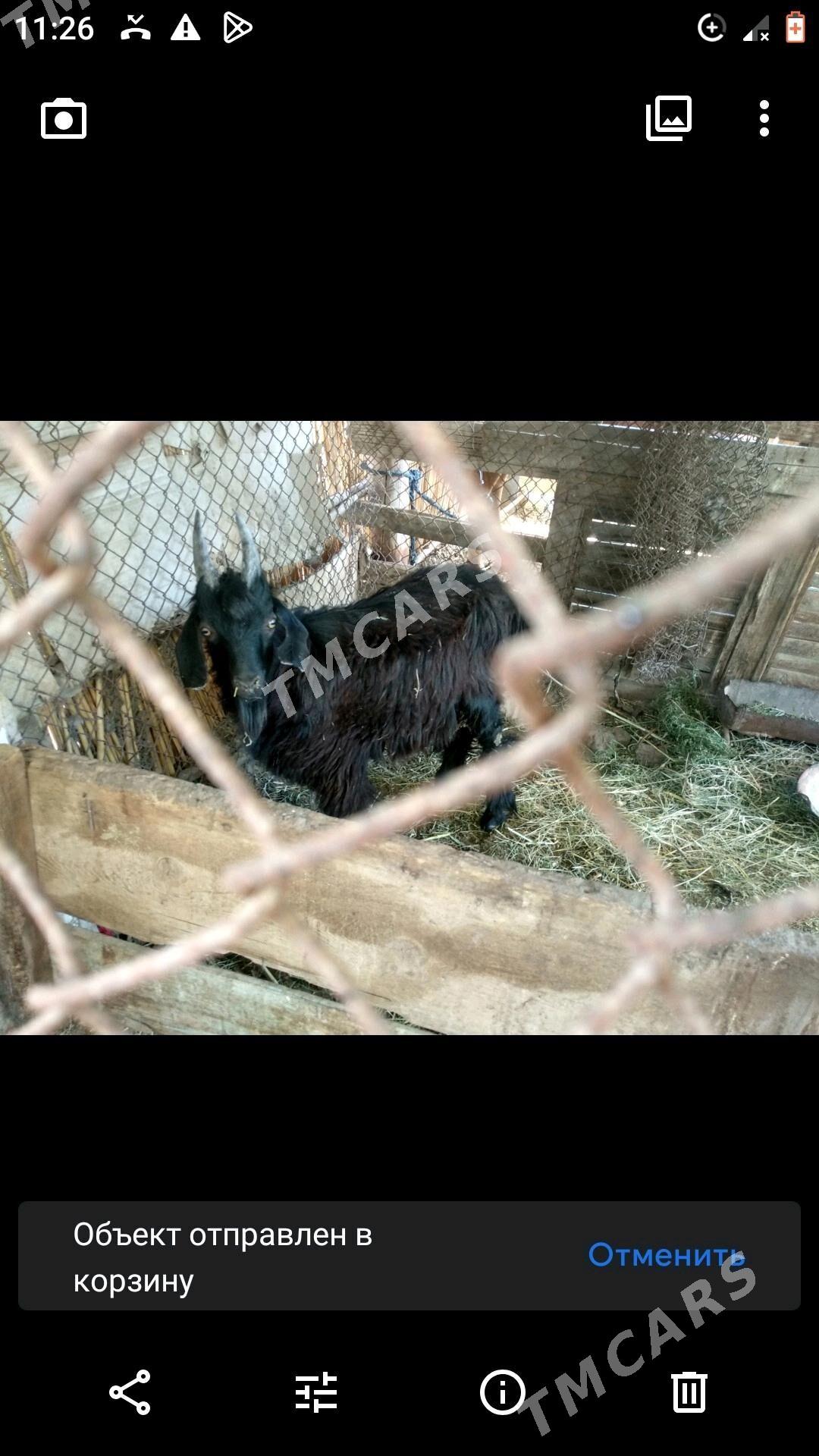 2TOKLY - 2ÇEBISH - Mary - img 1