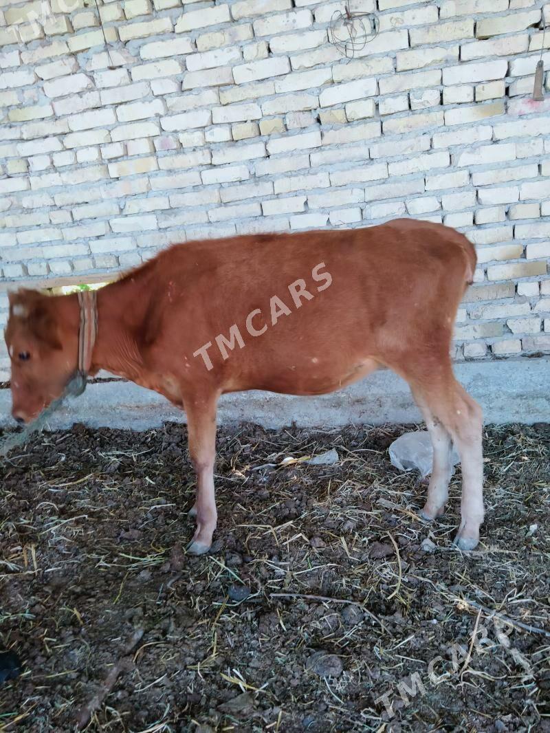 unajyn - Çärjew - img 3