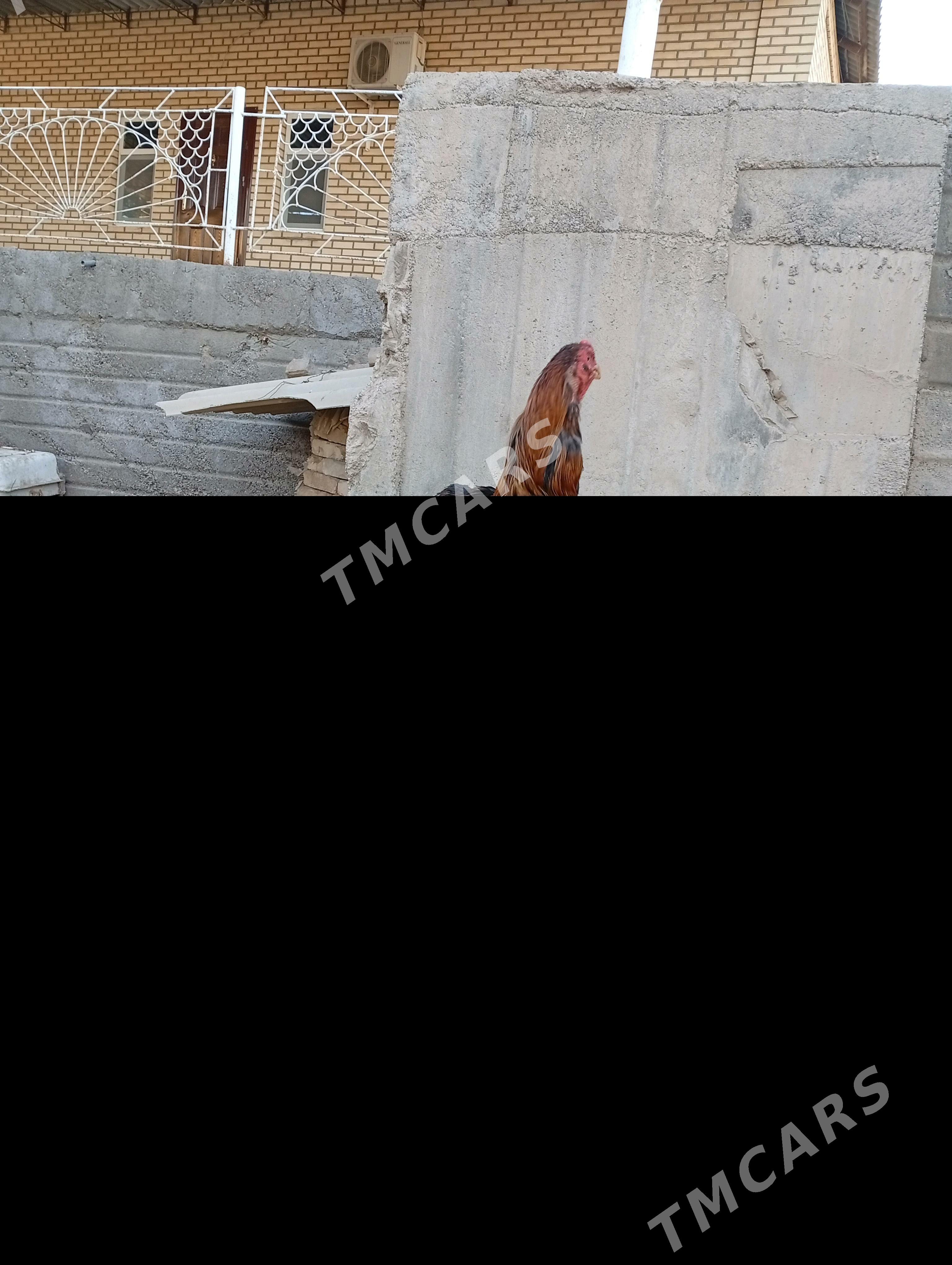 horaz turksaldat - Mary - img 9