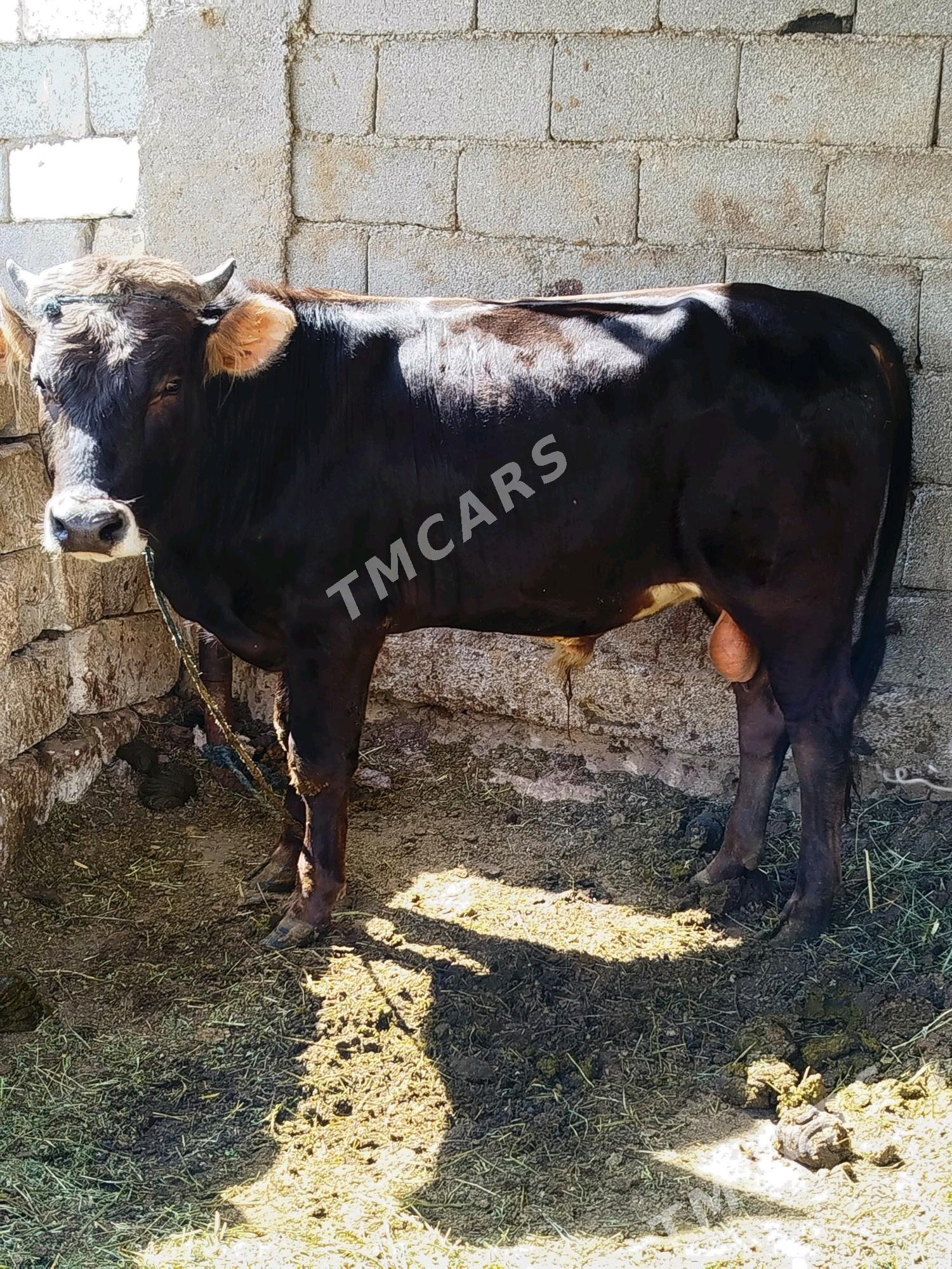 okuz - Çoganly - img 2