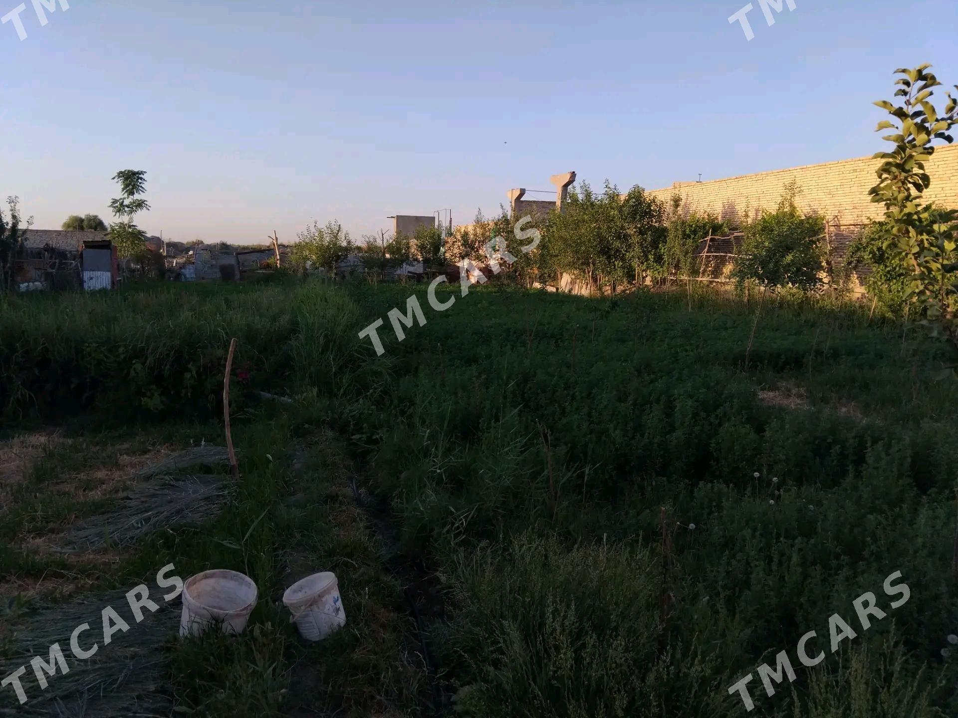Satlyk - Туркменабат - img 10