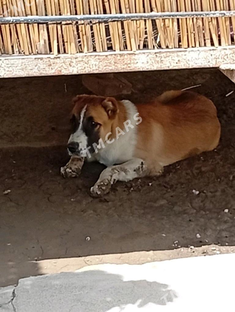 Alabay it Gujik - Ýaşlyk - img 1
