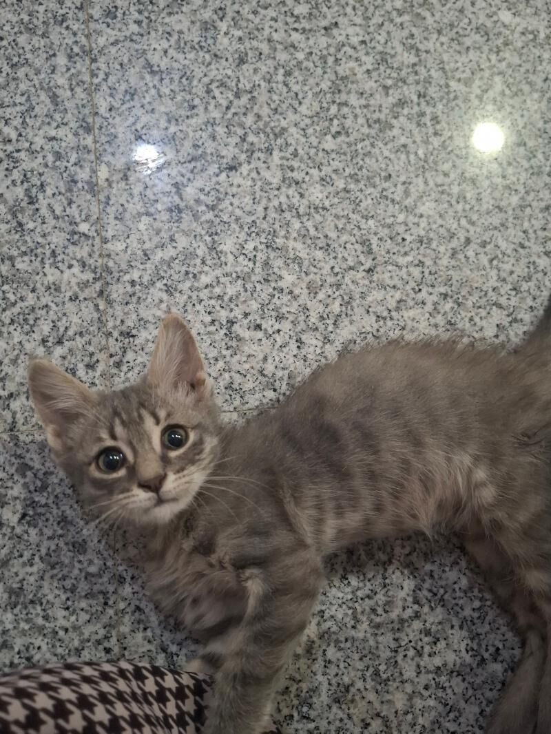 Котёнок♡ - Ашхабад - img 6