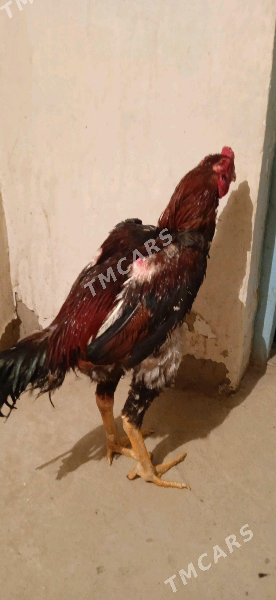 horaz, akganat - Mary - img 6