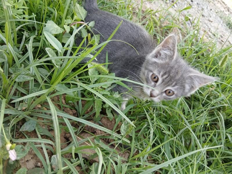 котёнок - Ашхабад - img 2