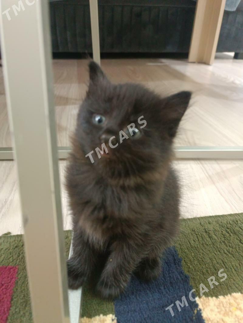 котята в добрые руки - Türkmenabat - img 3