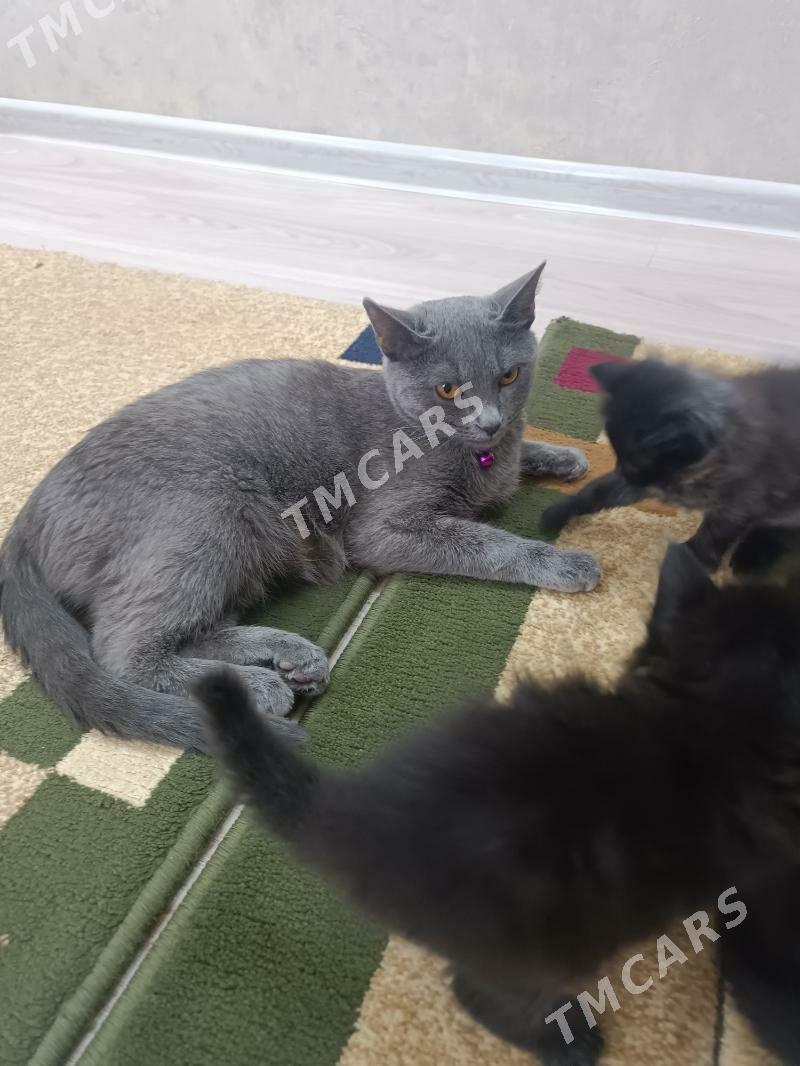 котята в добрые руки - Türkmenabat - img 4