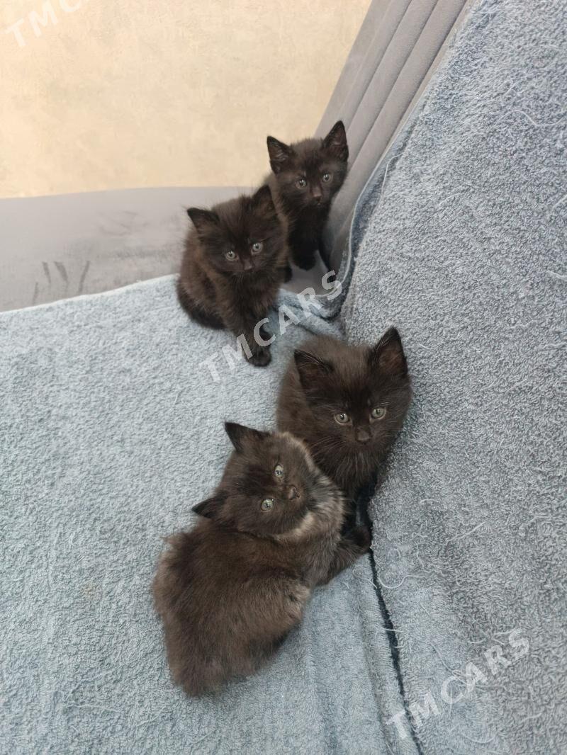 котята в добрые руки - Türkmenabat - img 6