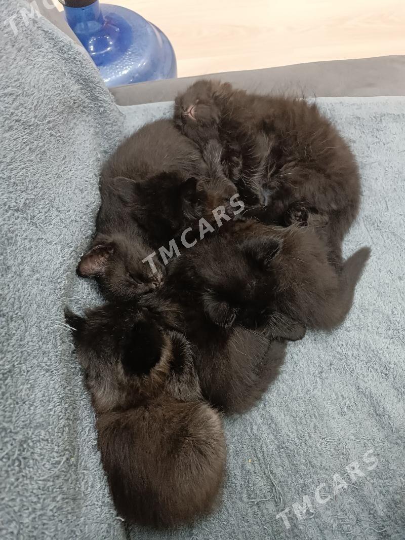 котята в добрые руки - Türkmenabat - img 5