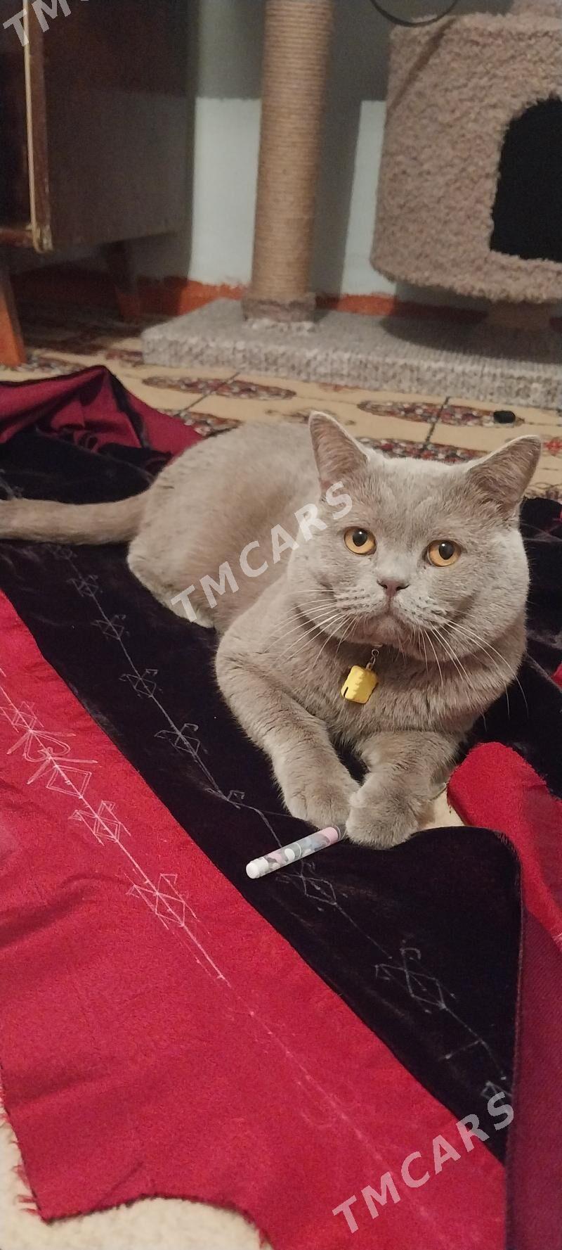 кот пропал. pişik ýitdi - Ашхабад - img 2