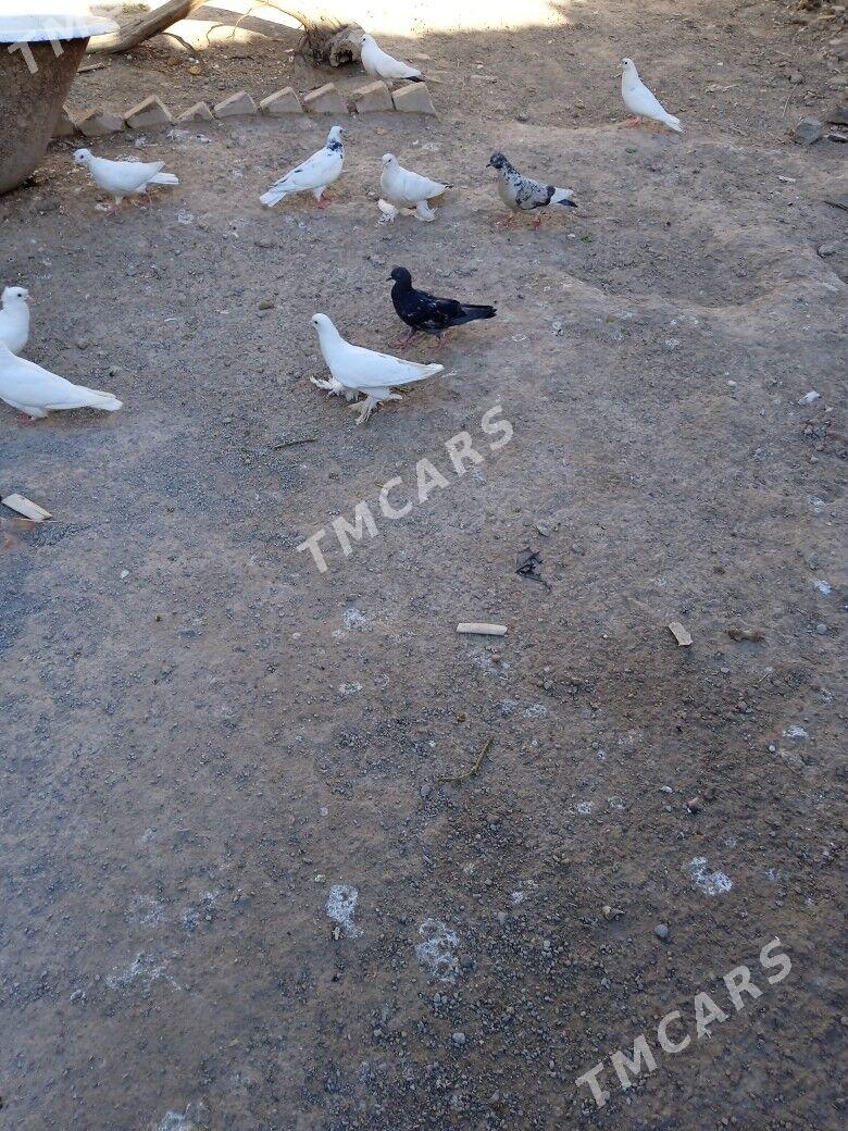 kepteri - Türkmenabat - img 3