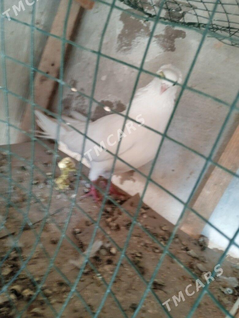 kepteri - Türkmenabat - img 3