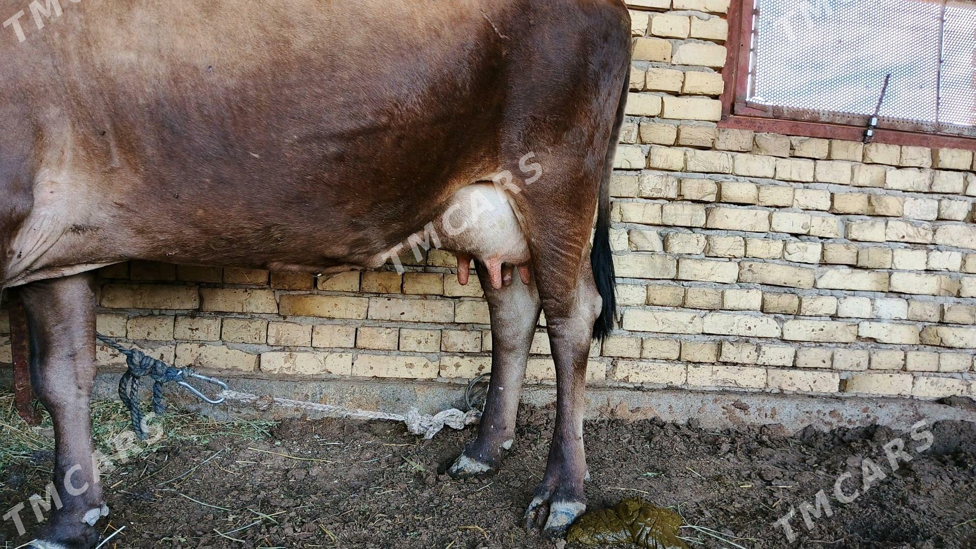 sygyr göleli - Gökdepe - img 2
