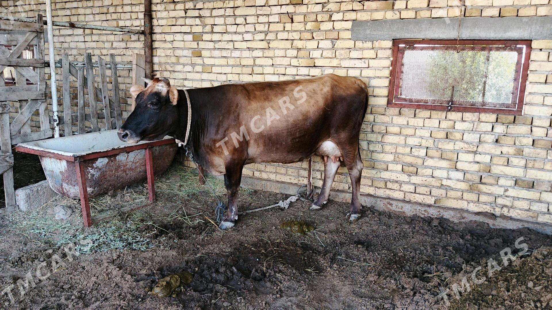 sygyr göleli - Gökdepe - img 4