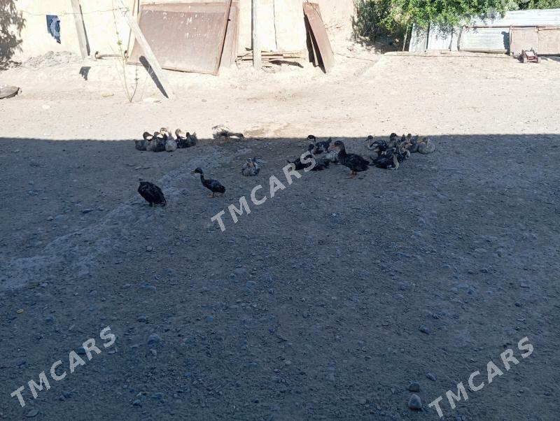 ordek - Kaka - img 2
