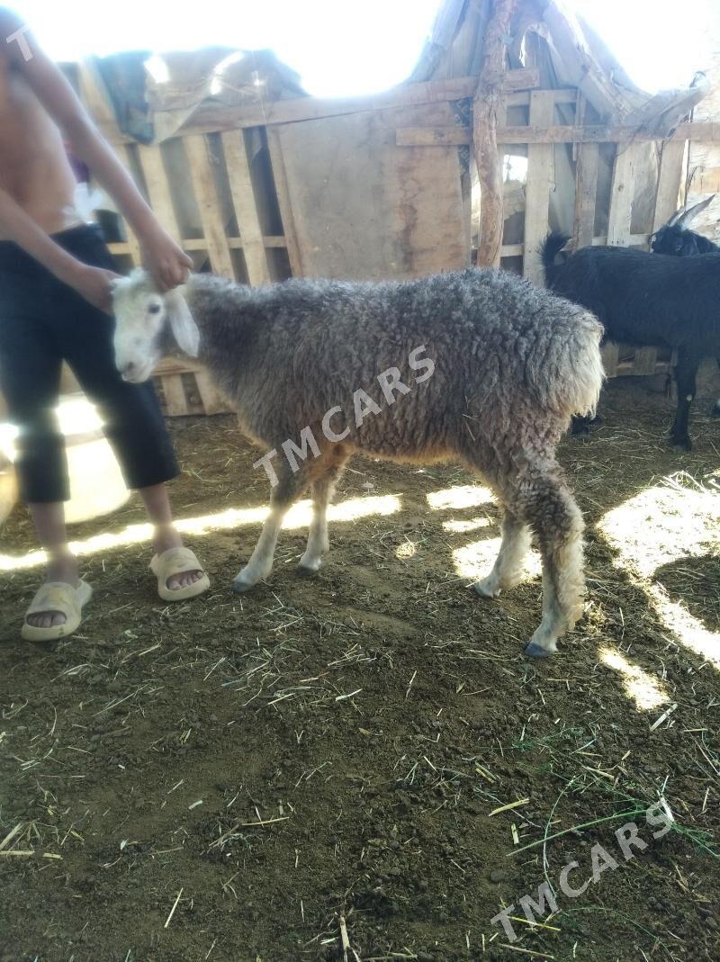 Koçkar kuzu - Farap - img 2