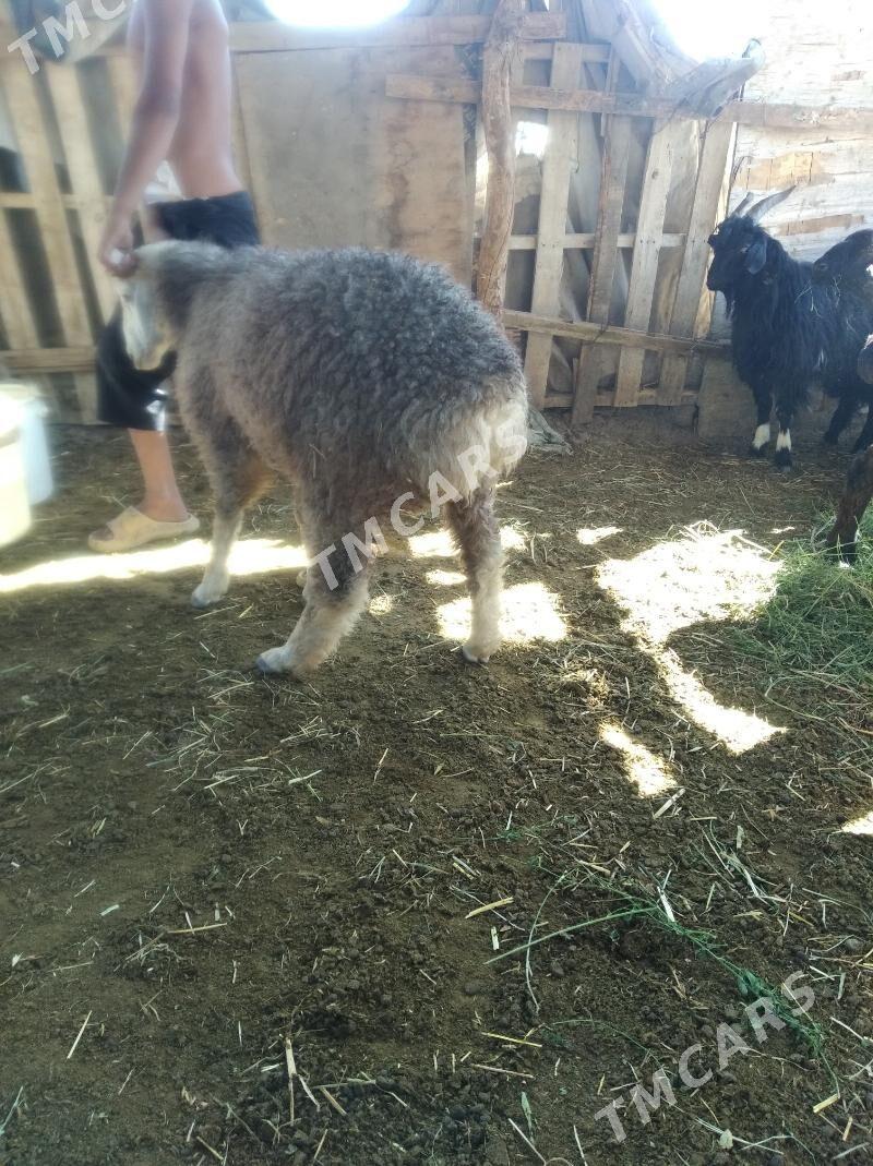 Koçkar kuzu - Farap - img 4