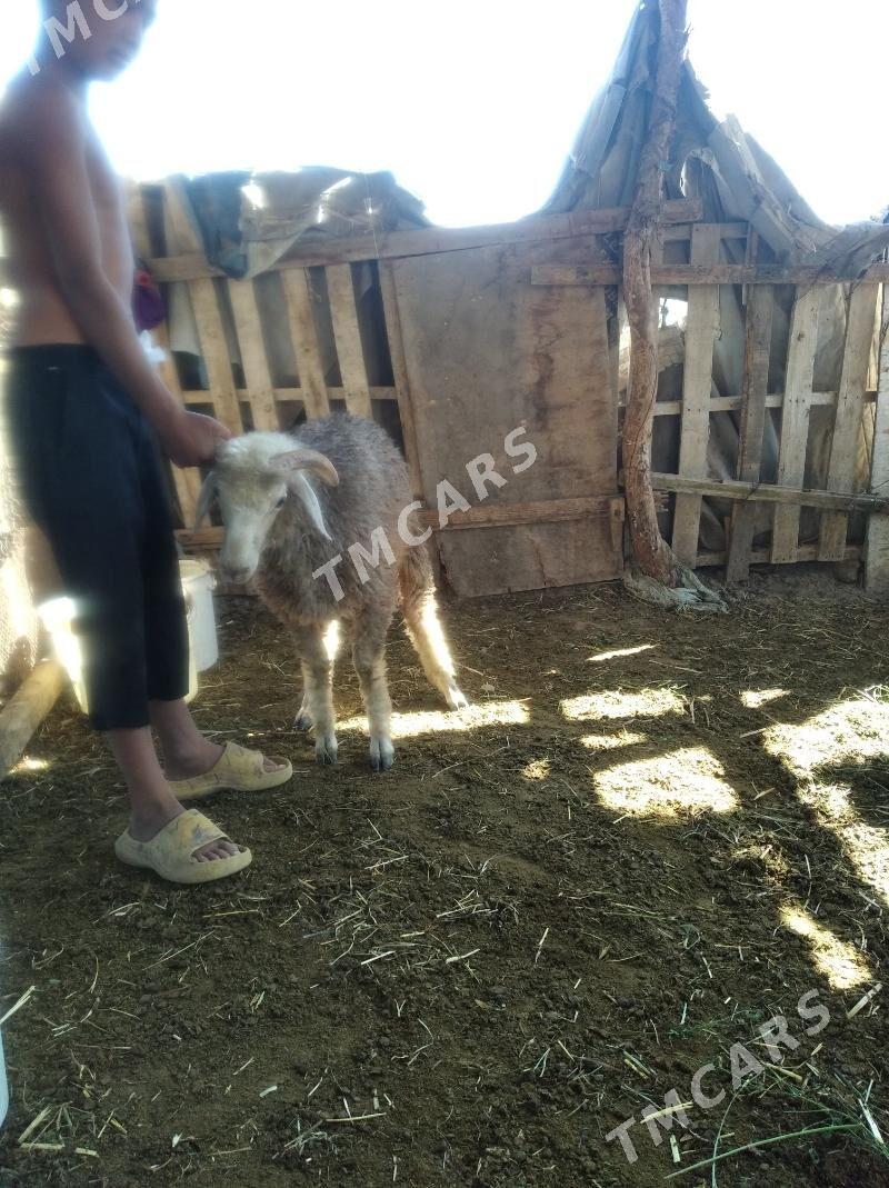 Koçkar kuzu - Farap - img 3