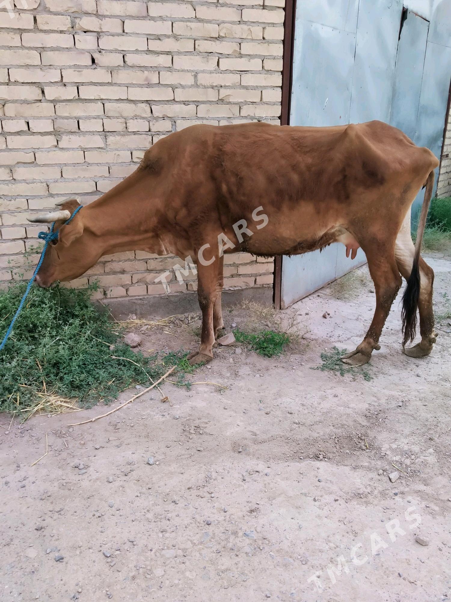 sygyr - Çärjew - img 2