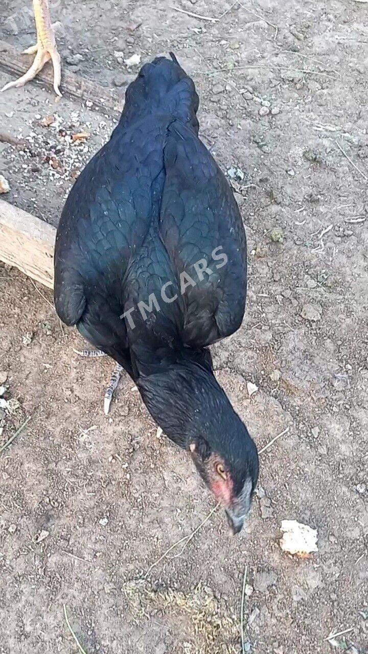 О ШАМО маки. - Türkmenabat - img 5