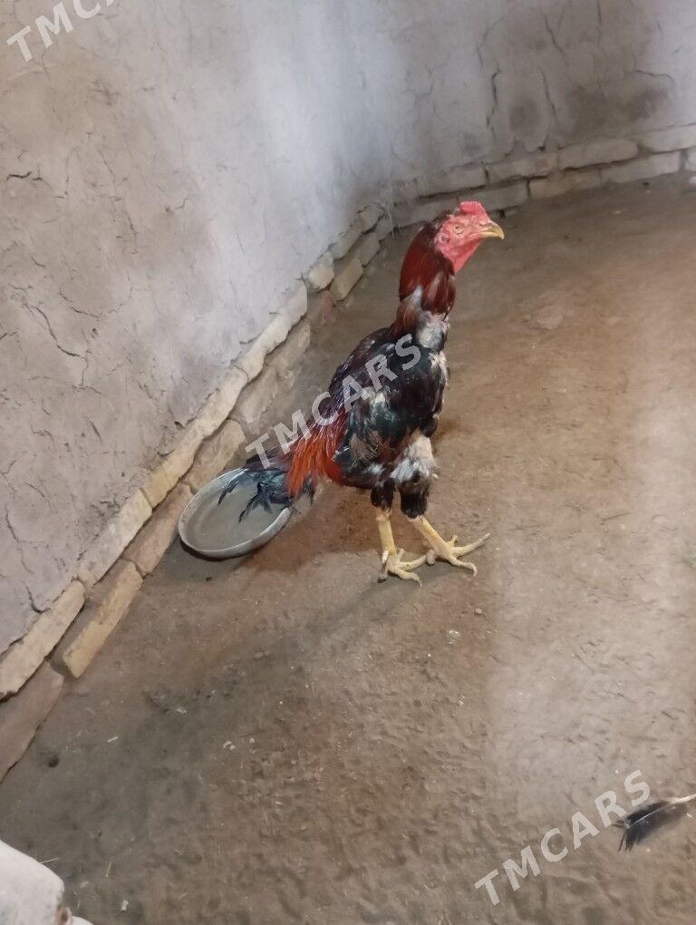 horaz - Daşoguz - img 3